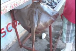 Pescaderías promueven consumo de especies de precios accesibles como la mantarraya