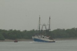 Flota camaronera se resguarda en puerto por mal tiempo de "Vance"