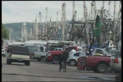 Se prepara flota para regresar a capturas, luego del mal tiempo de "Vance"