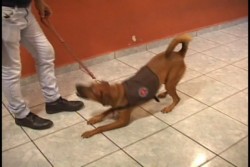 Fundación de Estados Unidos entrena perros para pacientes diabéticos