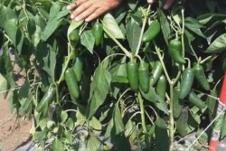 Emiten alerta sanitaria en chiles picosos, por altos niveles de plaguicidas