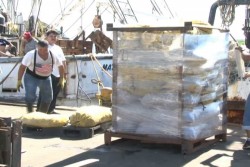 Producción de camarón cayó un 50%