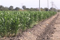 Módulos de riego deben ajustar superficie de siembra: CONAGUA