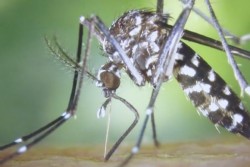 Chikungunya, llegará a Sinaloa