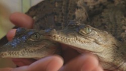 Se repoblará de cocodrilos la laguna de Chiricahueto.