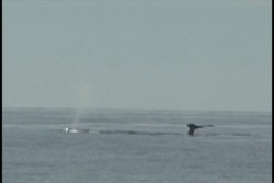 Inicia temporada de avistamiento de Ballenas