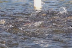 Tilapia en tinas , una opción productiva para detonar economía de zona rural