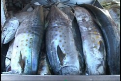 Pescaderías esperan repunte en ventas por festejos navideños