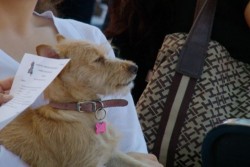 Concluye la Campaña de Esterilización Gratuita para Perros y Gatos