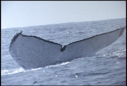 Inicia la temporada de avistamiento de ballenas