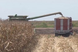 En espera del arribo de 600 mdp para pago de maiceros
