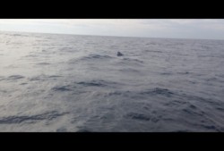 Profepa libera lobo marino rescatado en Puerto Vallarta