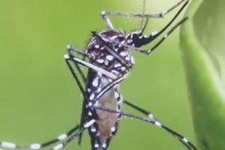 Confirma la SSA caso de chikungunya en Los Mochis