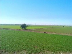 La Federación aterriza 48.8 mdp para apoyo a los productores de sorgo
