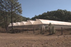 Factibles los invernaderos para producir hortalizas en la sierra de Sinaloa
