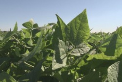 Esperan repunte en el precio del frijol, trás la helada que afectó cultivo