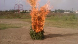 En segundos un arbolito de navidad puede generar una tragedia