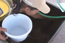 Reforzarán acciones contra el dengue en Sinaloa