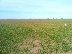 En aumento los hectáreas de maíz afectadas por las heladas en el norte de Sinaloa