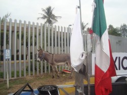 Sinaloense viajará en burro a Washington
