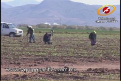 Urge reactivación de empleos agrícolas: CTM