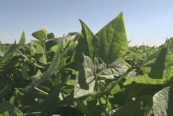 Producción de frijol no tendrá problemas de comercialización