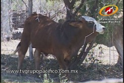 Exportación de ganado en Sonora espera repunte en marzo