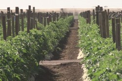 Pide Caades regular horticultura en el sur de Sinaloa