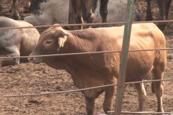 Detectan tuberculosis en hatos ganaderos de Sinaloa