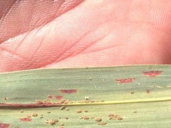 Alertan a productores de sorgo sobre alta infestación de pulgón amarillo