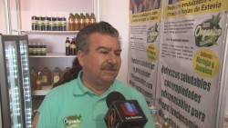 Extracto de hoja de Stevia no aporta calorias a dieta del ser humano
