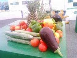 Fundación Produce apoya mejoramiento de semillas de maiz