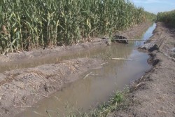 Interés por el maiz de Sinaloa y se concretan negocios en la ExpoAgro
