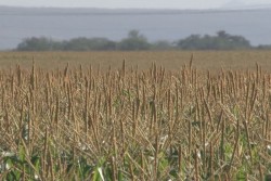 Pedirán maiceros 4 mil pesos por tonelada