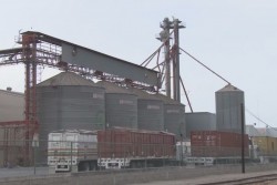 Inician proceso para obtener denominación de origen para el maiz blanco Sinaloa