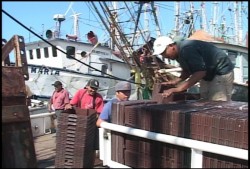 Pescadores deshabilitan embarcaciones ante el inicio de la veda