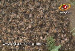 Exhortan a no molestar a las abejas