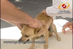 Arranca 5ta edición del garrapatón