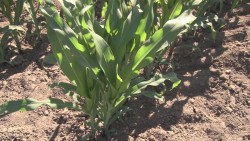Productores y Autoridades se mantienen en la lucha de los 4 mil por tonelada