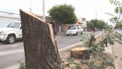 Cortan arboles en el Boulevard Santa Anita, remodelarán camellones