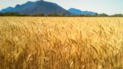 Piden que apoyo a trigueros no se reduzca, ante caida en la producción