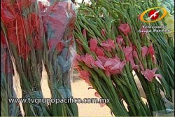 Listos los puestos de flores en la calzada