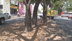 Se requiere limpieza en el camellón por bulevar Constitución para evitar accidente