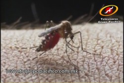 Dengue: 60 casos Guaymas, 20 casos Cajeme