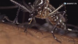 Lista la vacuna contra el dengue
