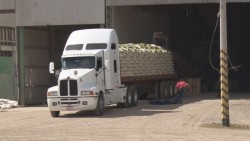 Profeco inicia verificación de pesajes correctos en bodegas de granos