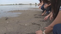 Liberan cocodrilos en laguna de Chiricahueto.