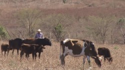 Añaden beneficios a iniciativa de reformas de ley de fomento agropecuario.