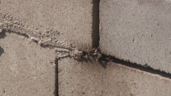 Con problemas de abejas vecinos de fraccionamiento Los Ángeles