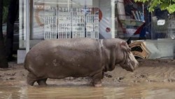 Animales escapan del zoológico tras inundarse Tiflis